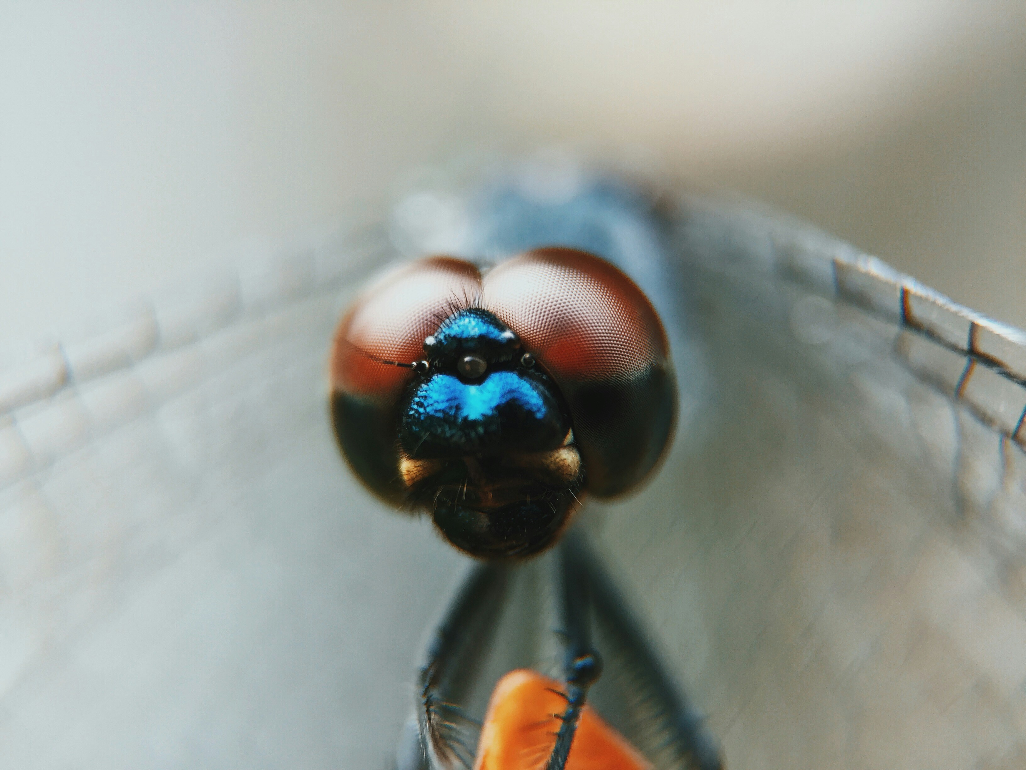 Российские учёные создали точную копию «взгляда» насекомых