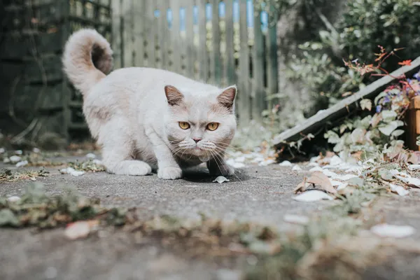 Учёный объяснил, почему кошки трясут задними конечностями перед тем, как наброситься на добычу