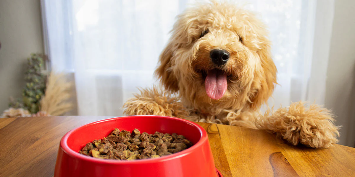 Учёные выяснили, как влияет на собак сухой корм и сырое мясо