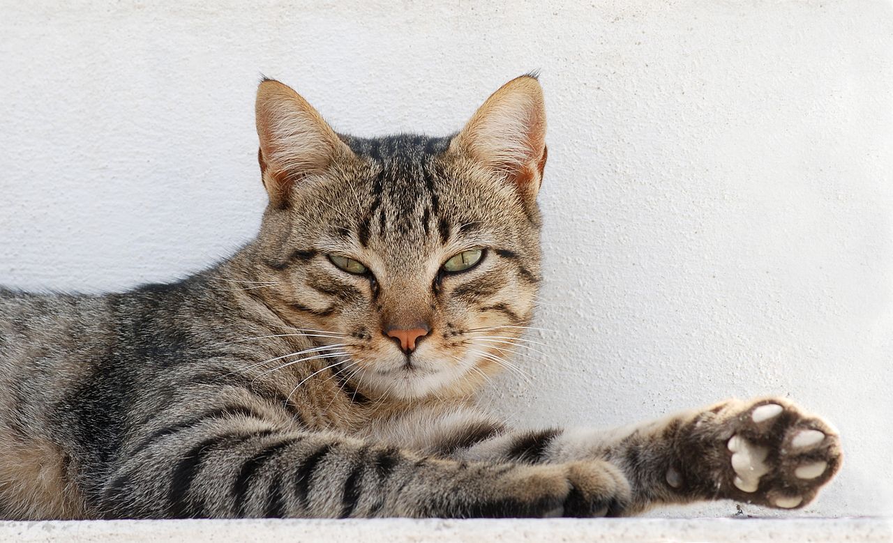Учёные выяснили, кошки каких пород живут дольше всего