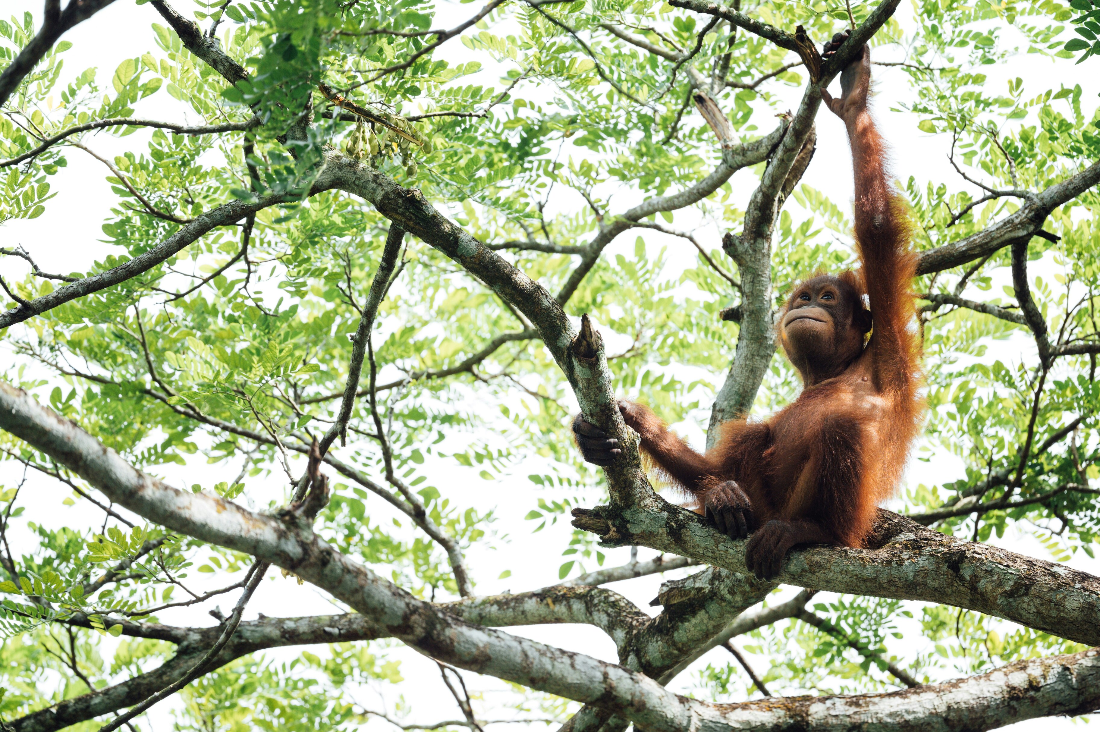 Ученые раскрыли тайны голосовой коммуникации орангутанов