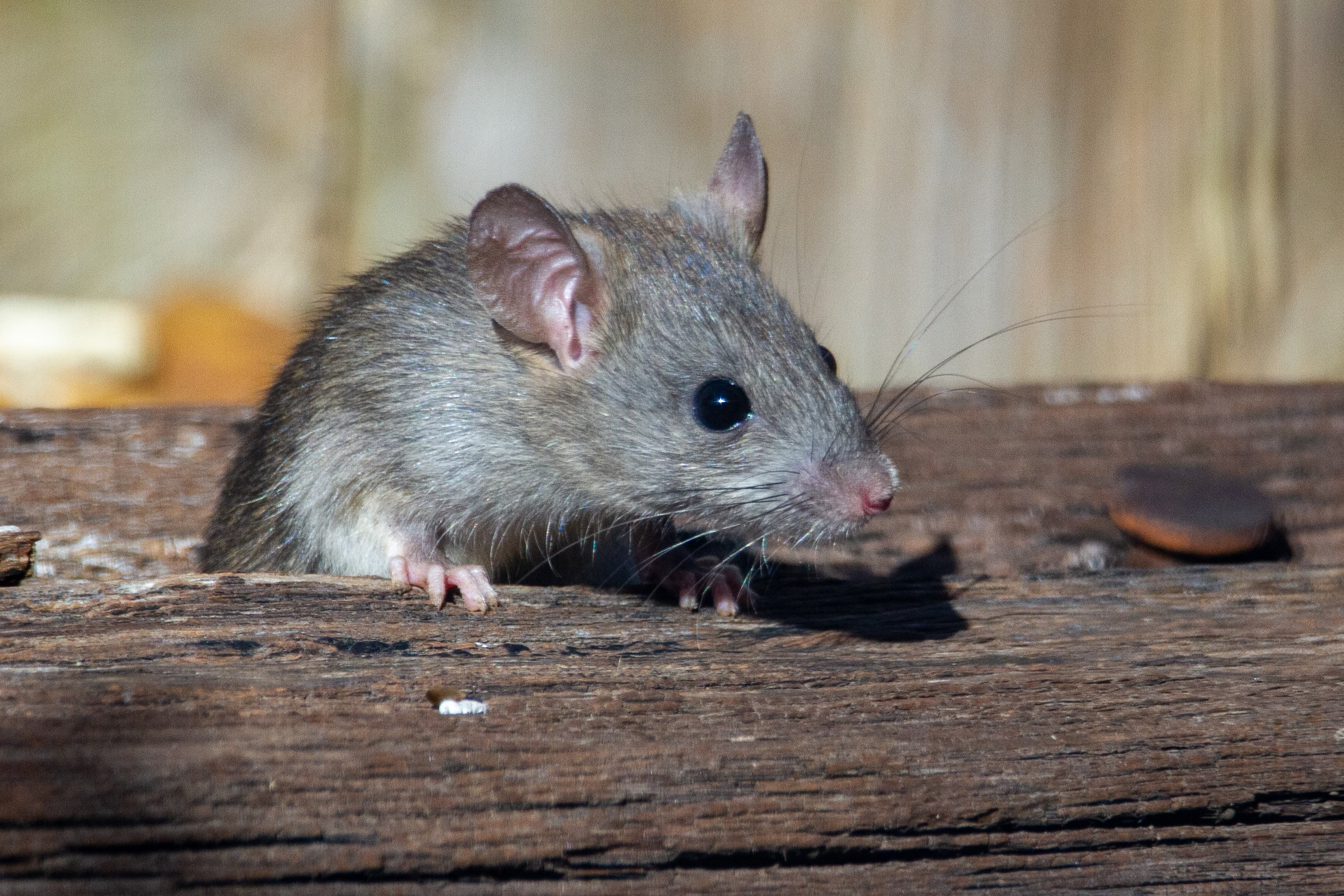 Иммунолог опроверг риск пандемии из-за гепатита Е, который переносят крысы