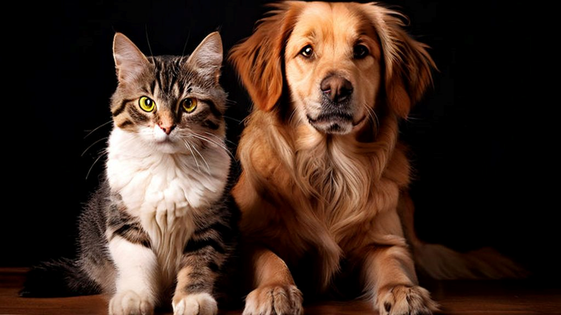 Раскрыты особенности содержания собак и кошек: вот кого лучше завести