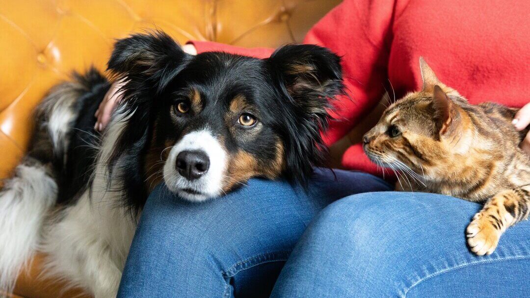 Раскрыты особенности содержания собак и кошек: вот кого лучше завести
