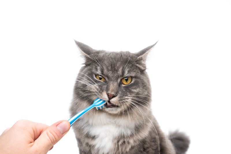 Эксперт объяснил, как правильно чистить зубы кошке