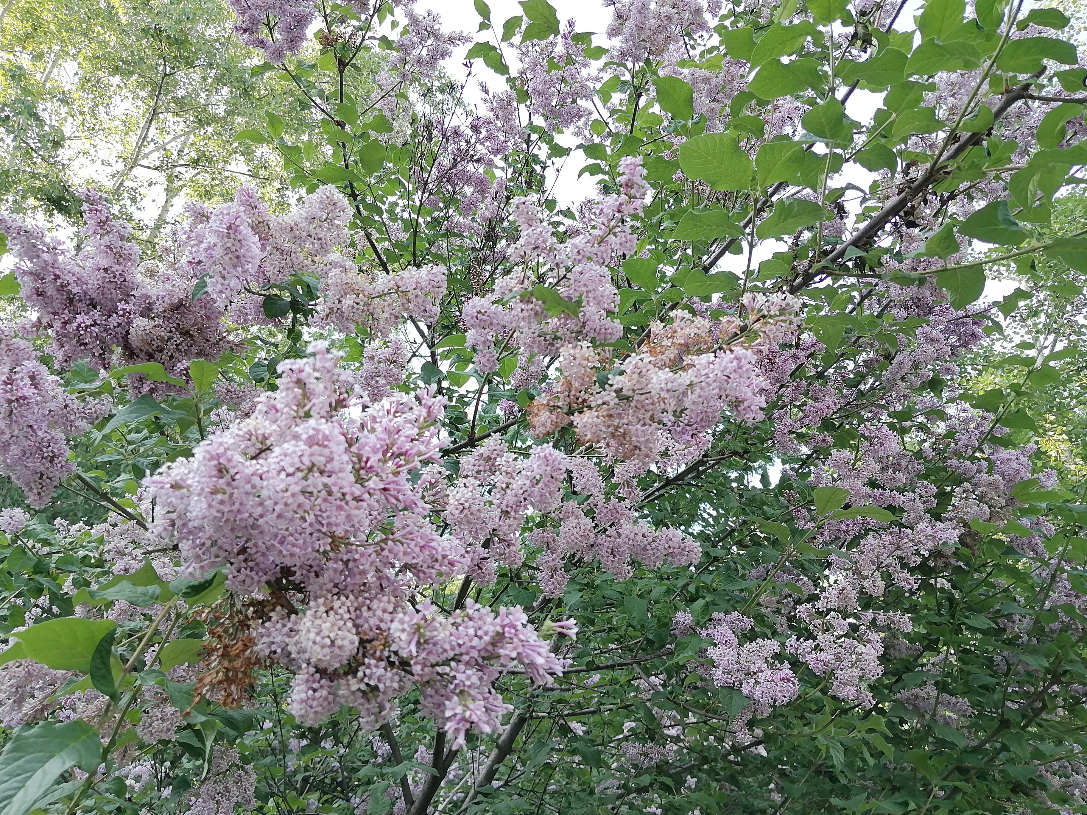 Недорогой супер-выносливый смартфон с быстрой зарядкой: HUAWEI nova Y73 14 18ebb733349e21cf04cb8f507f5d7a1574f926b7 THE ASHGABAT TIMES