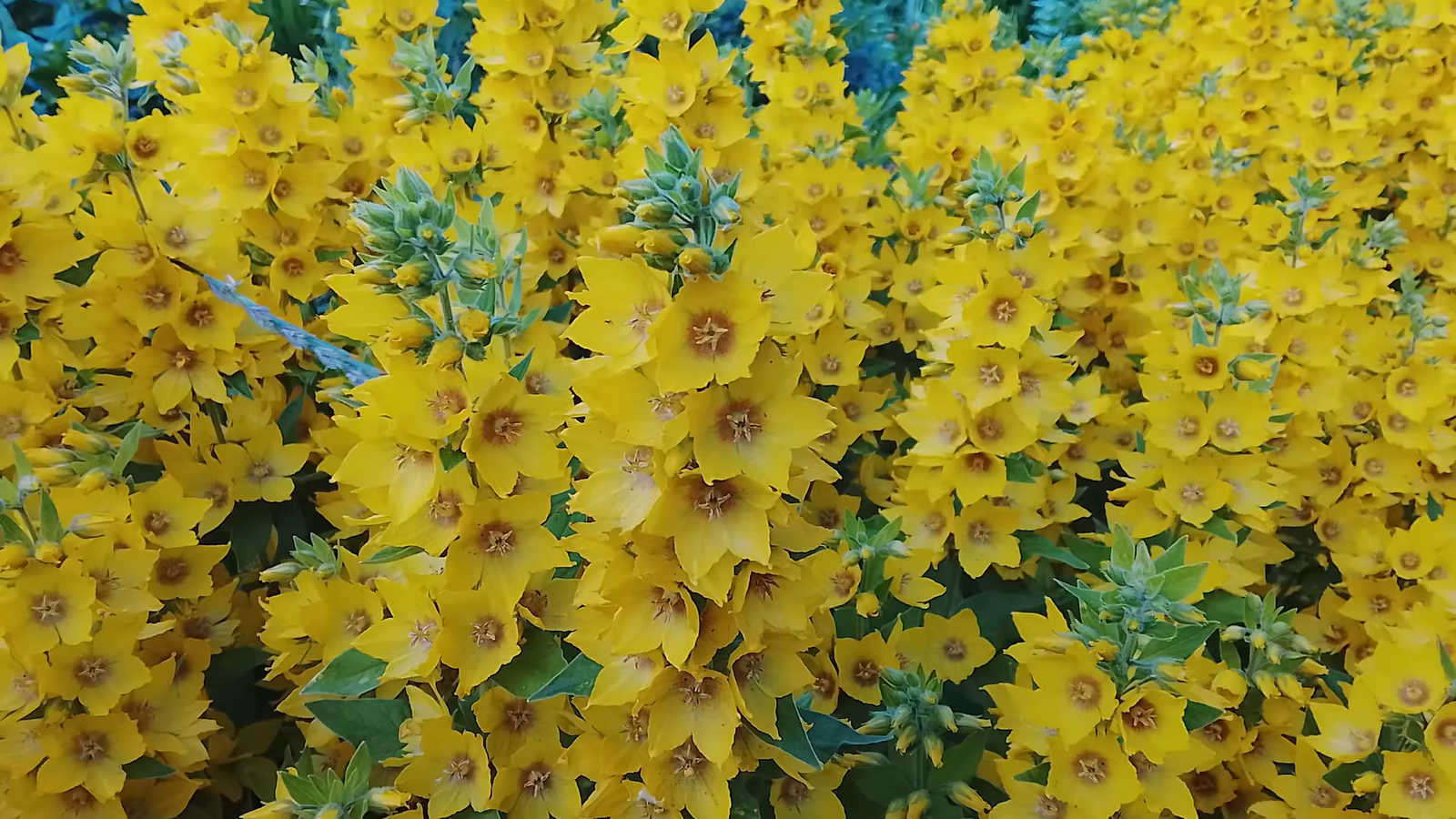 cc6fa2a8bc4c1f7bf2a31c3eb3352856b123f6e2 THE ASHGABAT TIMES