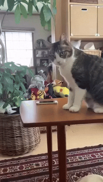 99a5fdb327d1c241a058d6c98fbc31951ca58050 THE ASHGABAT TIMES