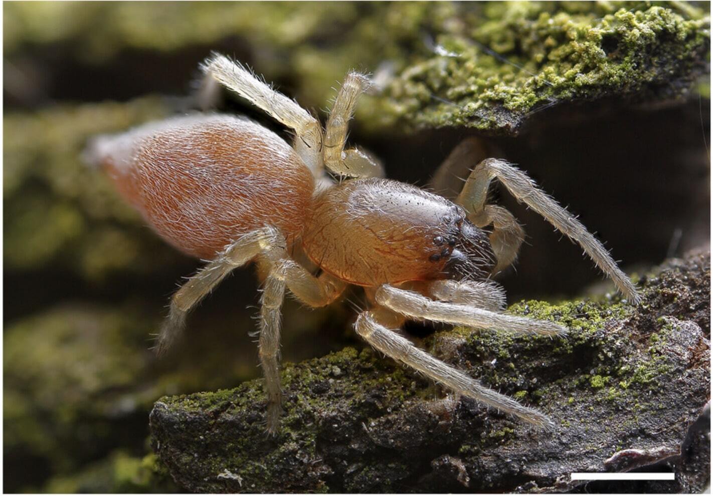 Учёные выяснили, почему некоторые пауки не замерзают зимой
