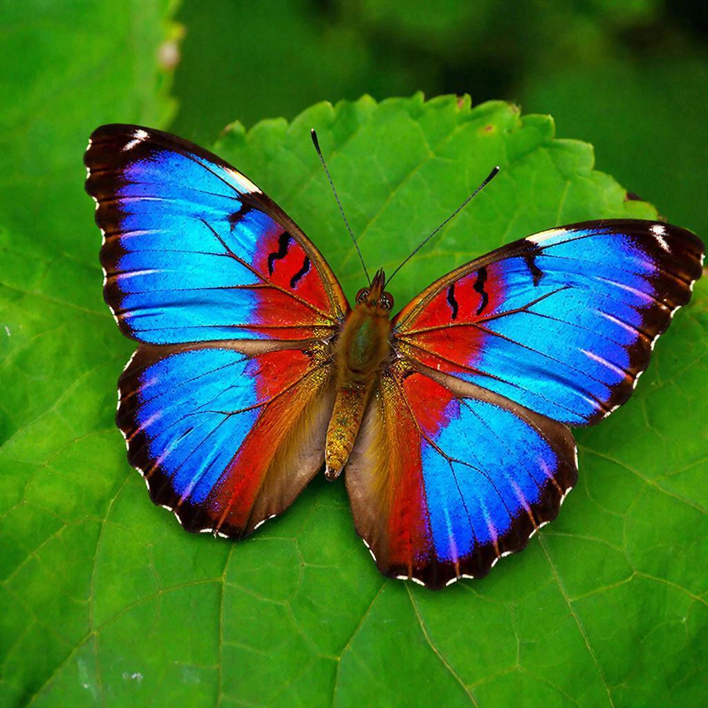 Учёные наконец выяснили, почему блестящие цвета редко встречаются в природе