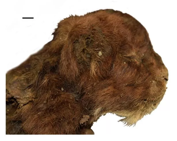 Ученые выяснили, что саблезубые кошки жили и выводили потомство в Сибири