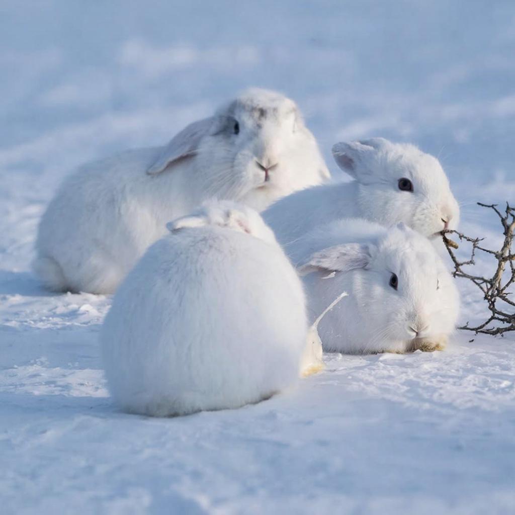 Учёные рассказали, какие животные собираются вместе, чтобы переждать Рождество
