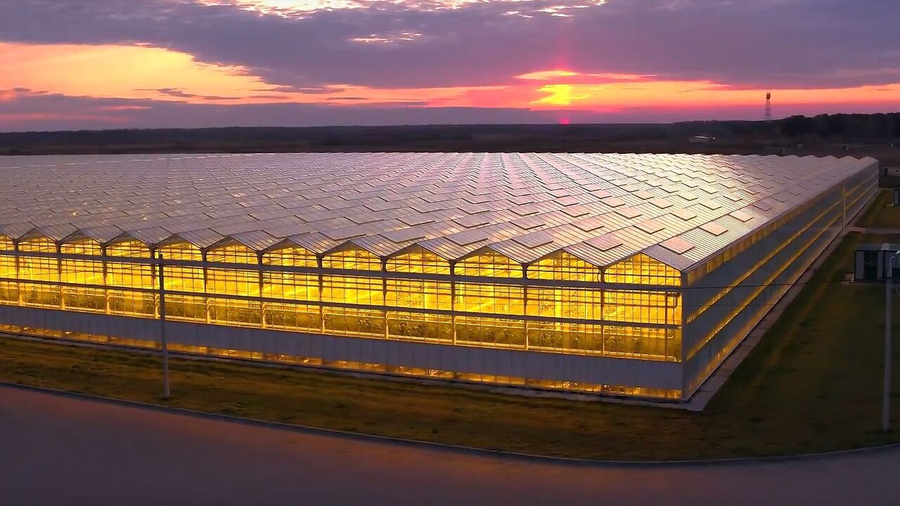 Умные теплицы: высокие технологии для качества, безопасности и вкуса овощей