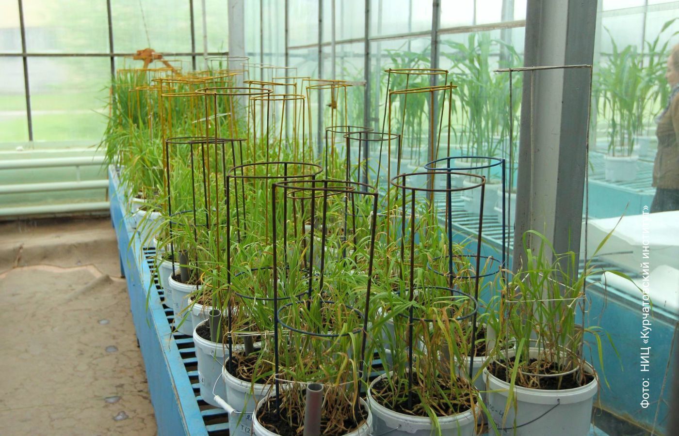 Облучение семян в ускорителе повысило урожайность пшеницы на 50%