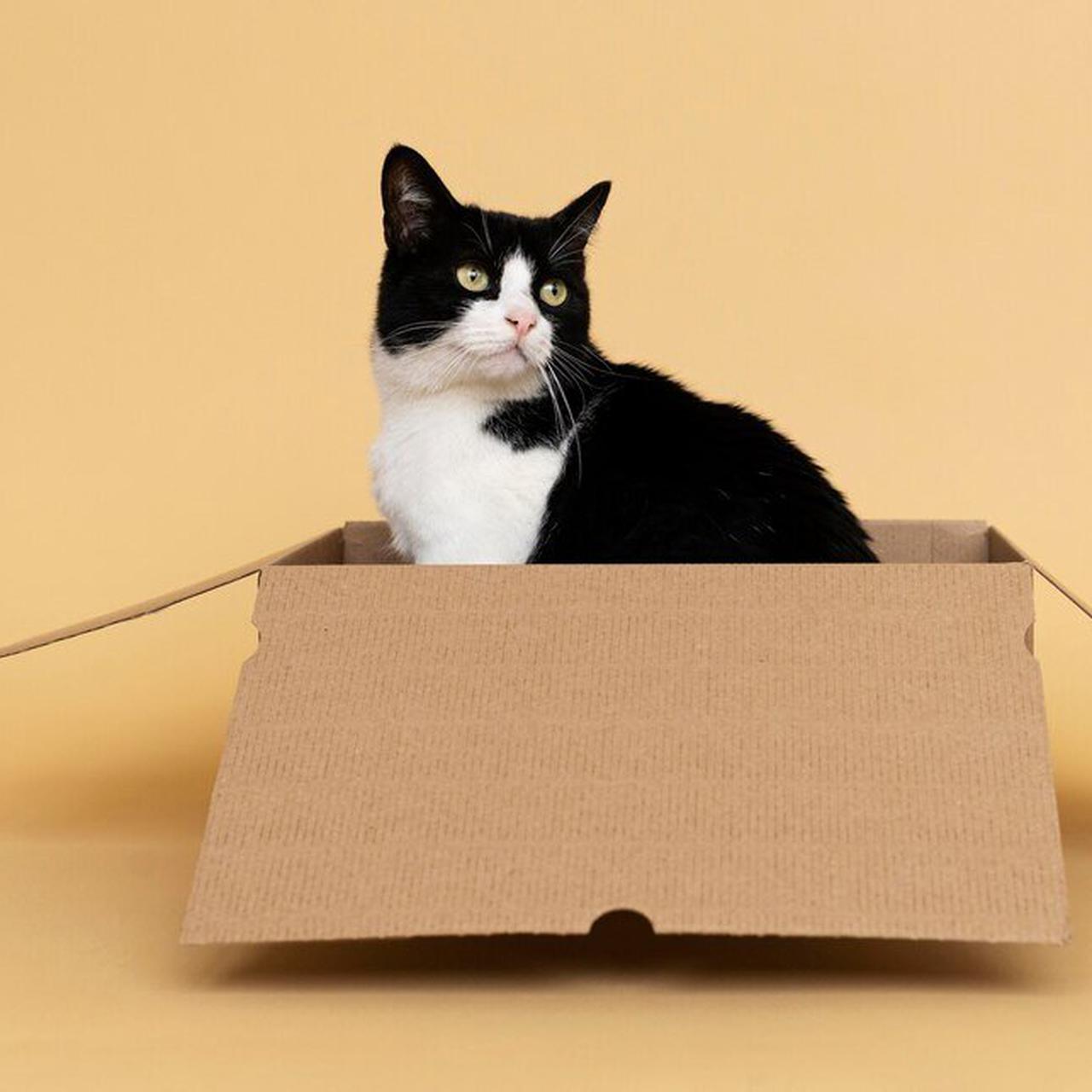 Вот почему кошки так любят коробки — Ferra.ru