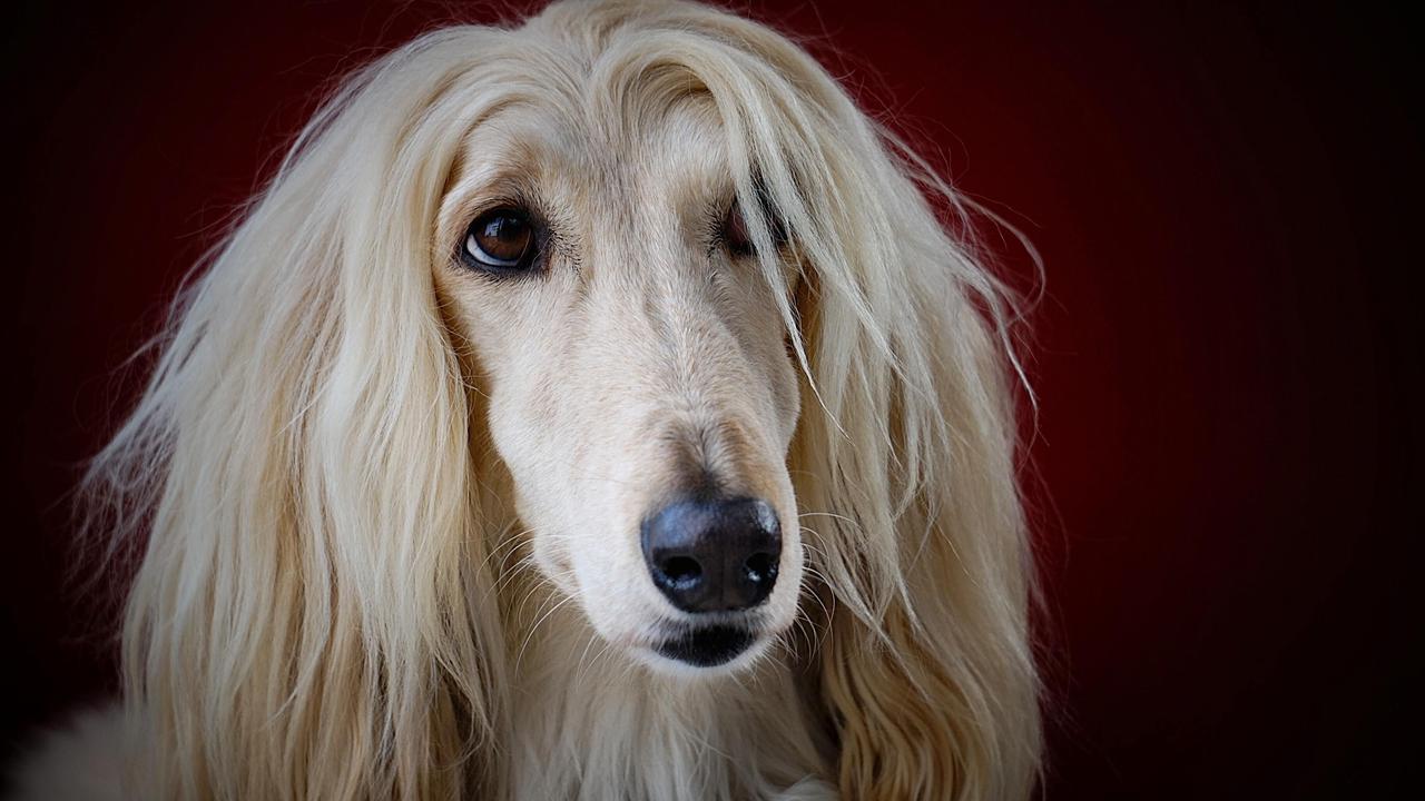 Учёные определили самую глупую породу собак — Ferra.ru
