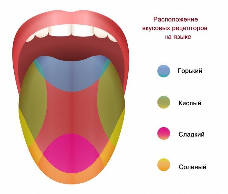 Как устроены вкусовые рецепторы и в каких случаях люди теряют вкус —  Ferra.ru