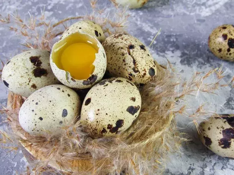 Кому может быть опасно для здоровья есть перепелиные яйца — Ferra.ru