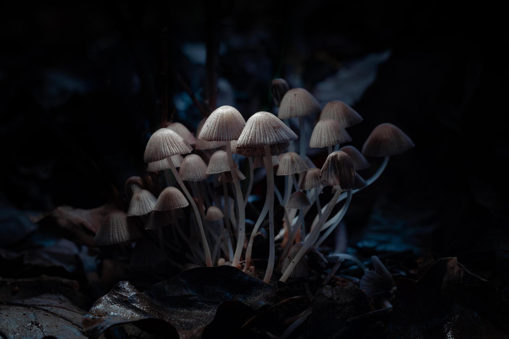 Откуда у грибов берутся психоделические свойства