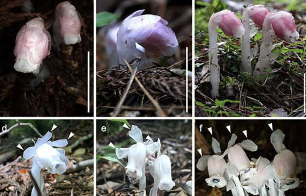 Загадочное растение "неземного цвета" оказалось новым видом