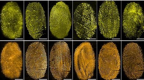 Ученые создали спрей на основе медузы для быстрого выявления отпечатков пальцев