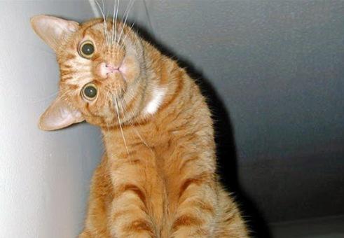 Раньше на вертикальное видео все реагировали так