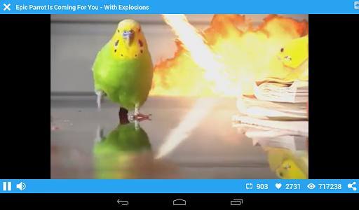 Coub — Бесконечный цикл веселья