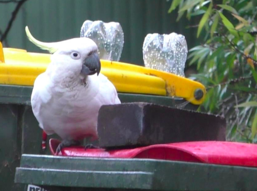 Учёные: какаду вступили в «гонку вооружений» с людьми