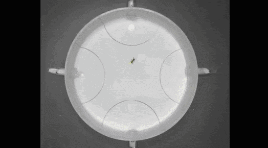 Учёные научили муравьёв определять рак по моче