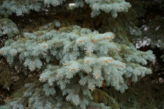 F/4.5, 1/80 с, ISO 125, 63 мм