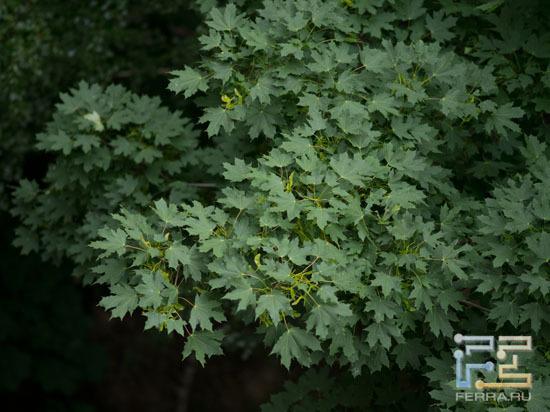 ISO 400, 150 мм, 1/400, f/2.8