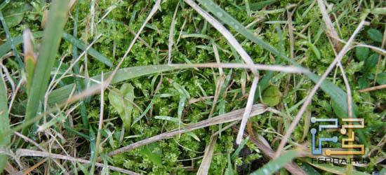 ISO 200, F4.5, 1/50 c, 30 мм