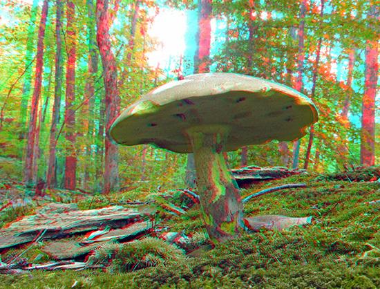 mushroom