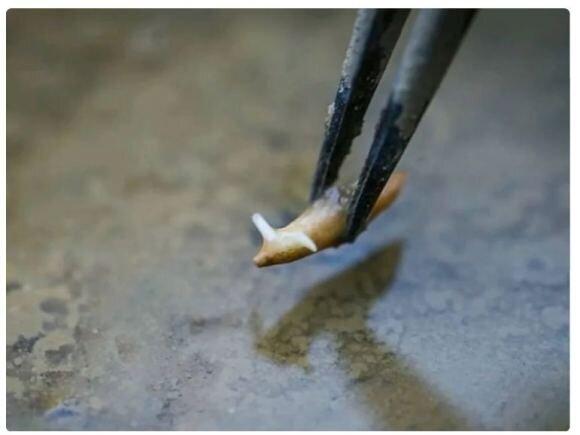 Китайцы успешно вырастили рис в космосе