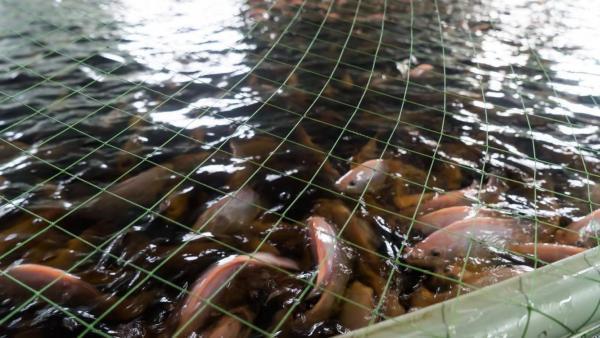 09c422f2d447158764b5778739a3c8769f045475