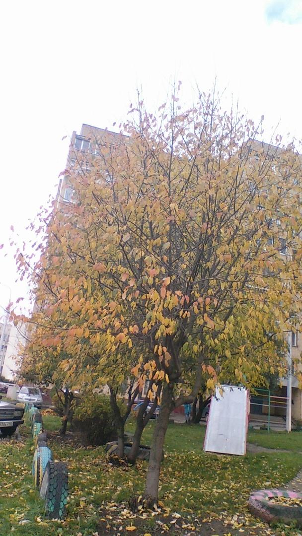 ФлаGманус. Обзор смартфона LG G2