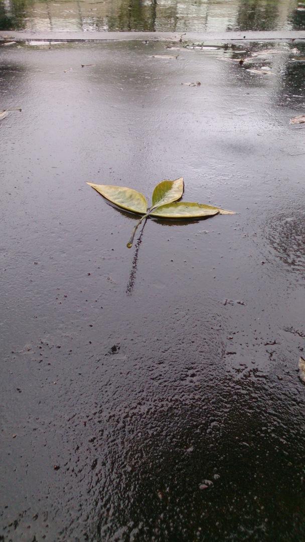 Пример съемки камерой планшета Sony Xperia Tablet Z