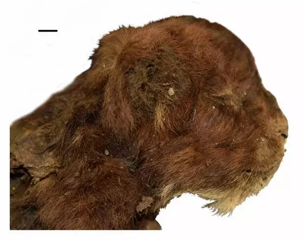 Ученые выяснили, что саблезубые кошки жили и выводили потомство в Сибири