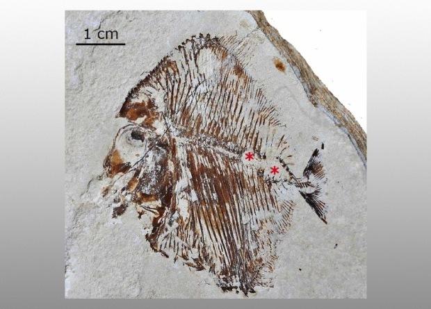 Рак нашли даже у древней рыбы