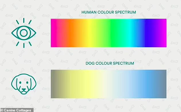 Синее и жёлтое: как выглядит мир глазами собаки