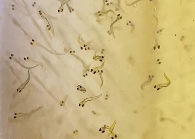 Нейросети научат считать жителей «роддома» для байкальских омулей