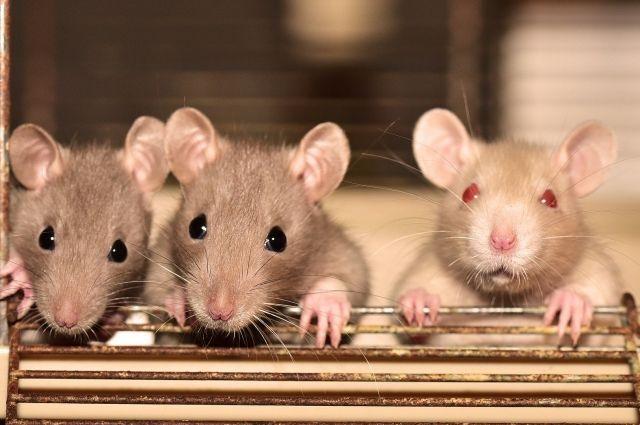 Кого бояться, если все вакцинируются