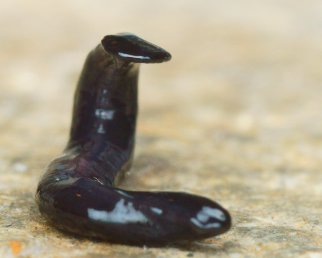 Учёные назвали плоского червя в честь COVID