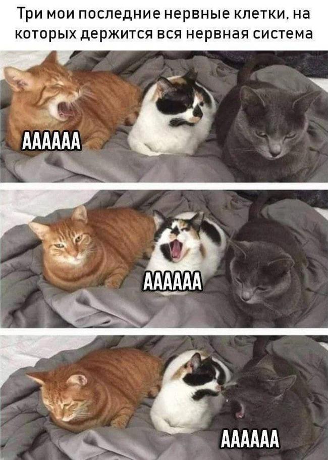 Просто до них не добрались разработки учёных