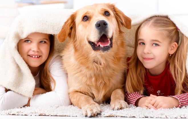 6 лучших пылесосов для владельцев животных