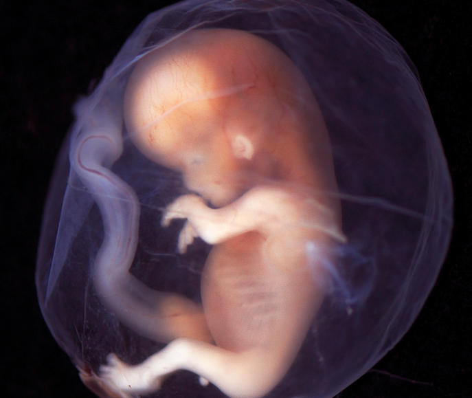 В России решат, допустимо ли редактировать гены эмбрионам