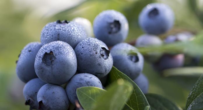 Какие ягоды и овощи помогают не заболеть раком