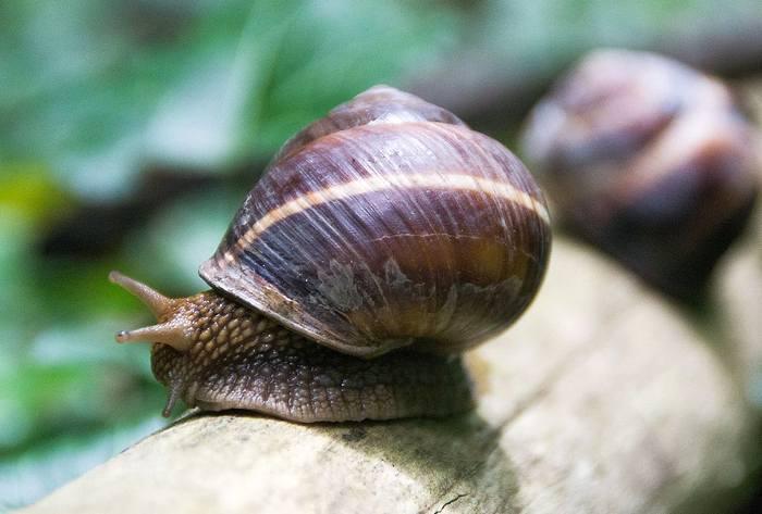 Ученые изучили микробы из 100-летних кишок улиток