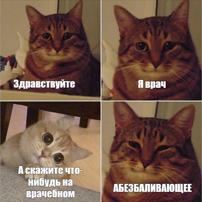 Больше никаких соплей из-за шерсти: в России создали вакцину от аллергии на кошек