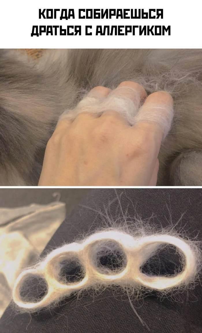 Больше никаких соплей из-за шерсти: в России создали вакцину от аллергии на кошек